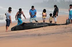 Sri Lanka giải cứu 100 con cá voi khỏi vụ mắc cạn hàng loạt