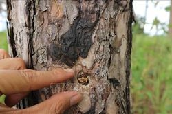 Củng cố hồ sơ, xử lý đối tượng đầu độc rừng thông để chiếm đất mặt đường