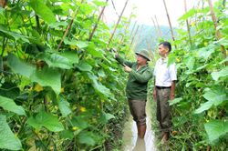 Sơn Dương phát triển vùng dưa chuột