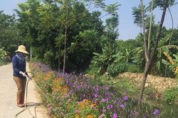 Những tuyến đường nở hoa ở Tuy Lai
