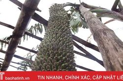 Buồng chuối dài 2m, hơn 250 nải ở Hà Tĩnh
