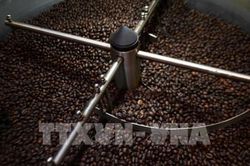 Nam Phi đưa ra các quy định mới về cà phê