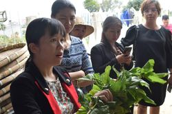 Chọn tạo nguồn giống trồng dâu, nuôi tằm cho nông dân