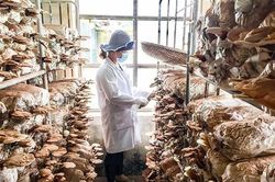 Nghiên cứu, ứng dụng sản xuất nhiều sản phẩm dược liệu