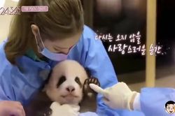 BlackPink bị chỉ trích vì trang điểm khi chơi với gấu trúc