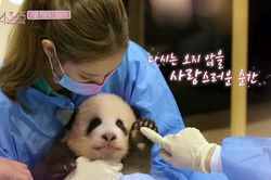 Blackpink bị điều tra vì gây hại cho gấu trúc panda