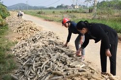 Hàng nghìn tấn sắn của nông dân Nghệ An bị thối sau lũ