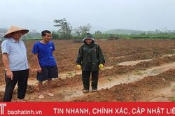Người trồng chè Kỳ Anh 'chờ trời' để xuống giống vụ mới