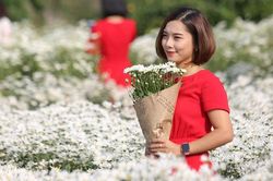 Hà Nội: Cúc họa mi xuống phố