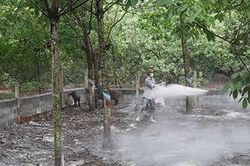 Bình Phước tái phát 3 ổ dịch tả lợn Châu Phi, người dân lo lắng