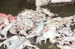 Ngăn chặn 420kg thịt chó, mèo bốc mùi hôi thối trên đường đi tiêu thụ