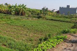 Hải Phòng: Dân 'cưỡi sóng' bất động sản trước thông tin quy hoạch