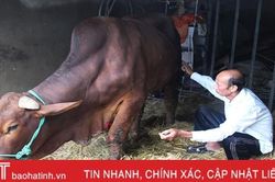 Xuất hiện tình trạng bò bị nấm chân, cước chân sau mưa lũ ở Hà Tĩnh