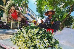 Cúc họa mi đầu mùa 'hét giá' 100 nghìn/bó, dân buôn kiếm tiền triệu/ngày