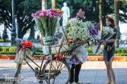 Cúc họa mi theo gió chớm đông về trên phố phường Thủ đô
