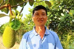 Thu nhập ổn định từ trồng mít Thái