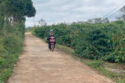 Dự án cà phê cảnh quan Đak Krong cơ hội phát triển du lịch canh nông