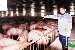 Một cựu chiến binh sản xuất giỏi