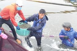 Triệu Vân: Trên 25 ha tôm bị nhiễm bệnh và chết