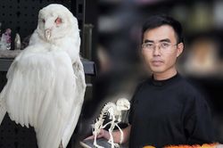 Người dựng tiêu bản khủng long, thằn lằn
