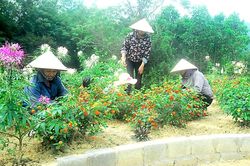 Kinh nghiệm thực hiện tốt tiêu chí môi trường trong xây dựng nông thôn mới