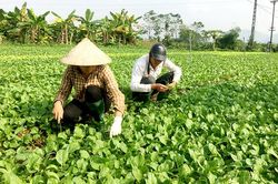 Thành phố Tuyên Quang phát triển nông nghiệp an toàn