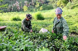 Phụ nữ Sơn Dương nhiều cách giúp nhau giảm nghèo