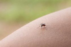 Mùa mưa, cùng tìm hiểu về sốt xuất huyết và cách phòng bệnh cho bé