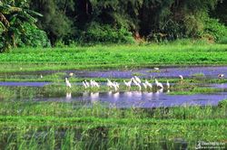 Thu giữ nhiều dụng cụ bẫy, bắt chim tự nhiên