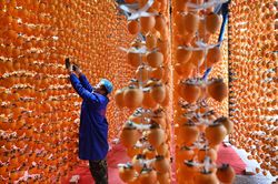 Chiêm ngưỡng mùa hồng vàng trĩu quả tại Trung Quốc