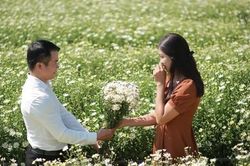 Cúc họa mi đầu mùa vẫy gọi khách nườm nượp đổ về Nhật Tân chụp ảnh