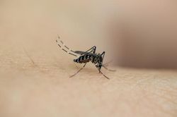 Mách mẹ cách phòng ngừa muỗi đốt, bảo vệ con khỏi virus lây bệnh nguy hiểm