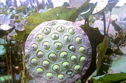 Lợi ích kinh ngạc của hạt sen