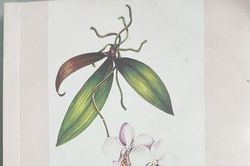 Hoa lan rừng Trường Sơn