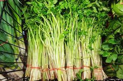Những lưu ý khi ăn rau cần kẻo hối không kịp