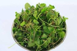 Rau má và những người tuyệt đối không nên ăn
