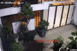Clip: Trèo tường trộm cây bonsai, nhóm trộm chuyên nghiệp 'ăn dày' chỉ trong vòng 1 phút 'hành sự'