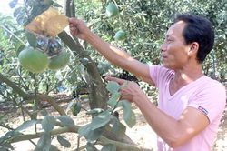 Chủ động sản xuất vụ Tết Nguyên đán 2021
