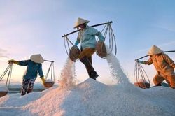 Năm 2021: Hạn ngạch nhập khẩu muối và trứng gia cầm như nào?