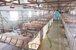 Hà Nội cơ bản khống chế bệnh Dịch tả lợn châu Phi