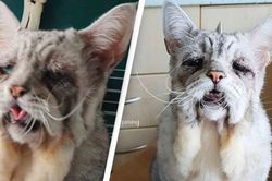 Gặp gỡ con mèo sở hữu gương mặt buồn chán nhất thế giới