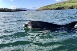 Sự biến mất bí ấn của chú cá heo nổi tiếng ở Ireland