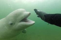 Cuộc chạm trán bất ngờ giữa thợ lặn và cá voi Beluga