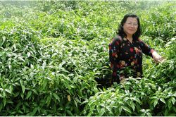 Khát khao nâng tầm thảo dược Việt