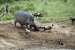 Hà mã và chó hoang đại chiến giành mồi: Kết hụt hẫng