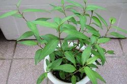 Kỹ thuật trồng cây rau răm trong chậu