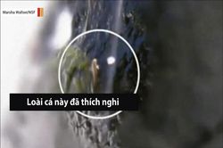 CLIP: Cá leo thác Nopoli - Vận động viên leo núi cừ khôi trong thế giới tự nhiên