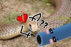 Rắn độc mải mê mây mưa với ống nước thì bị bắt đi trong sự rối bời khôn tả