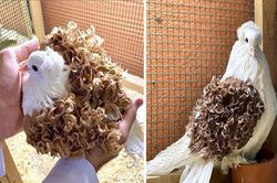 Bồ câu lông xoăn, cá đuối màu hồng và những động vật bị 'lỗi'