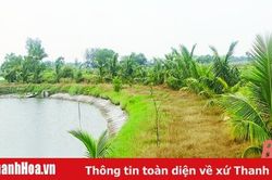 Huyện Hoằng Hóa hỗ trợ trồng dừa ở vùng nuôi trồng thủy sản